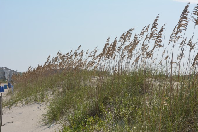 Sea Oats