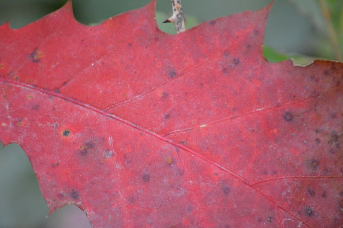 This is what I consider to be a RED leaf