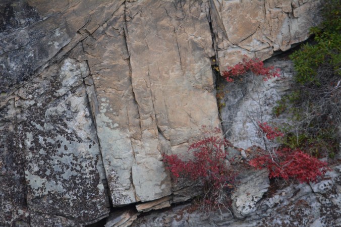 Red foliage creeping out from between the rock