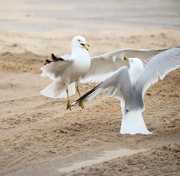 Seagulls on the beach