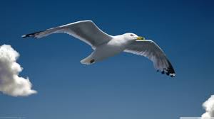 Seagull