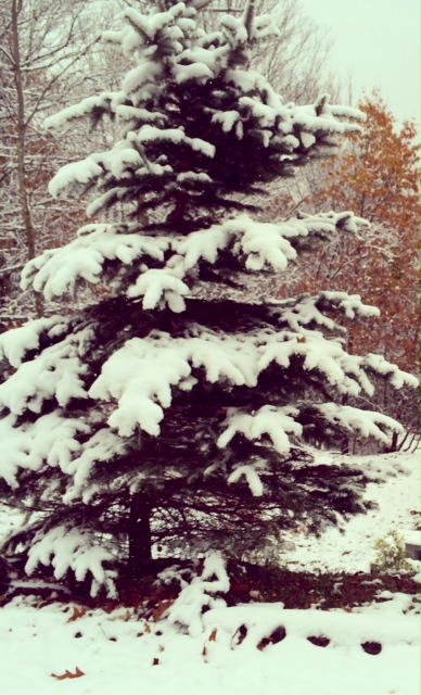 Christmas Tree covered in snow