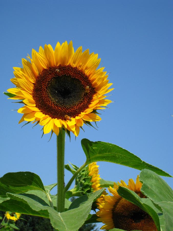 sunflower