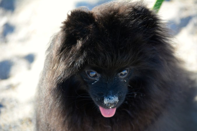 Cole, Pomeranian