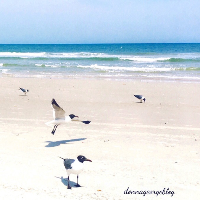 Beach, Seagulls